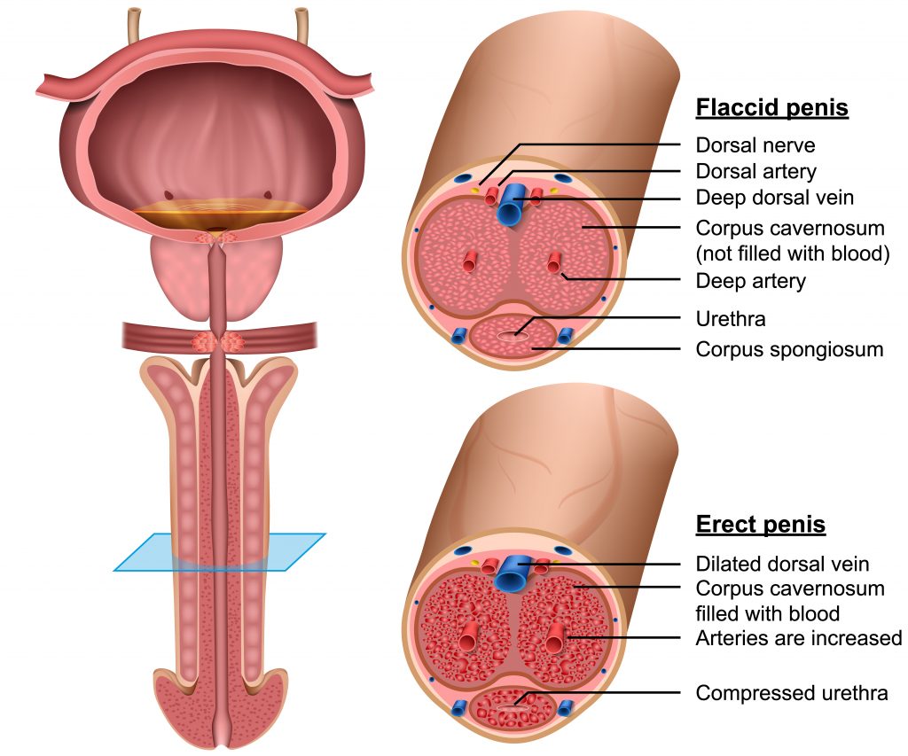 Urethral Reconstruction